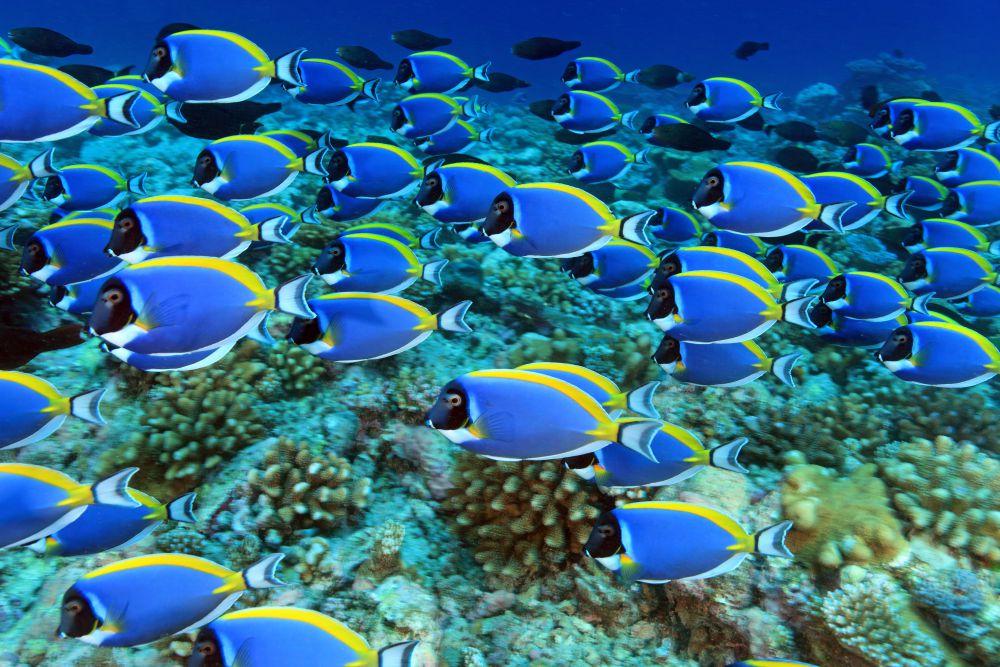 Blue tropical fish