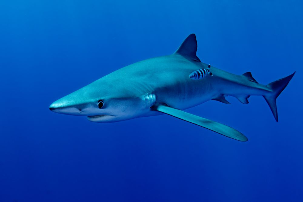 Shark in bright blue water