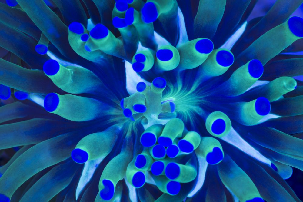 Blue-tipped coral