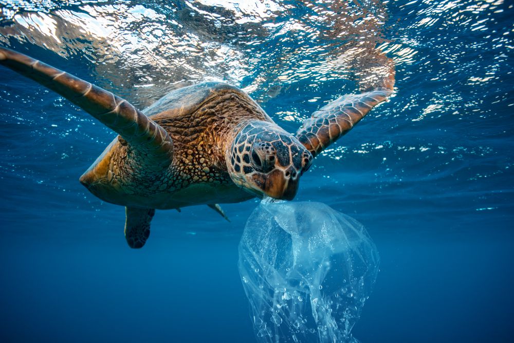 Turtle with plastic bag in its mouth